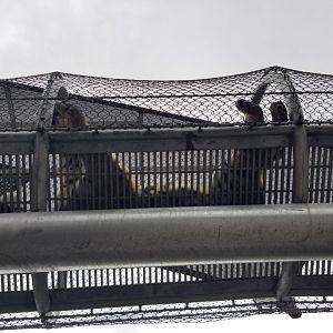 Underneath the tiger