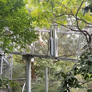 White-handed Gibbons