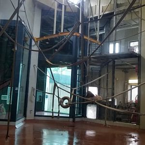 Part of the orangutan gym