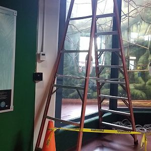 Blocked off Common Squirrel Monkey exhibit