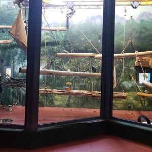 Black & White Ruffed Lemur exhibit