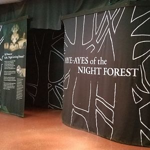New Aye-Aye exhibit