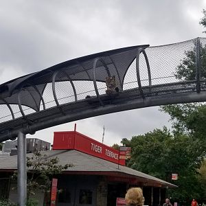 Guardian of Tiger Terrace