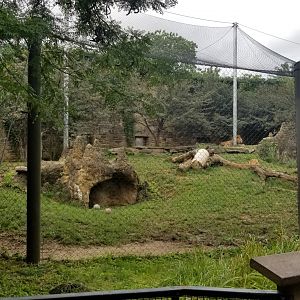 Lion exhibit