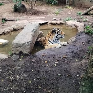 Tiger napping in the shallows