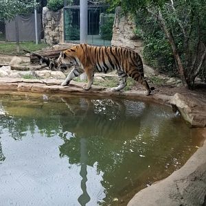 Amur Tiger walking around pool