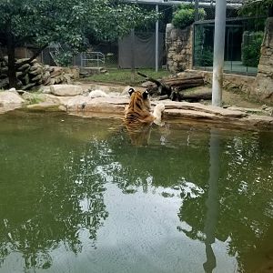 Amur Tiger in the big pool