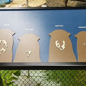 The 4 Giant Otters
