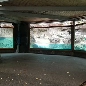 Underwater Giant Otter viewing