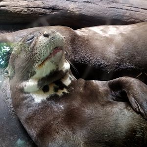 Giant Otter naps