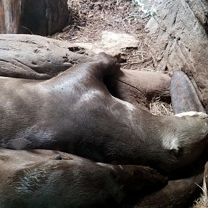 Hugging a log, sleeping on a tail