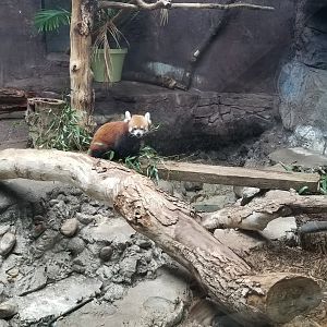 Red Panda