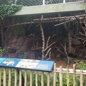 Canada Lynx exhibit