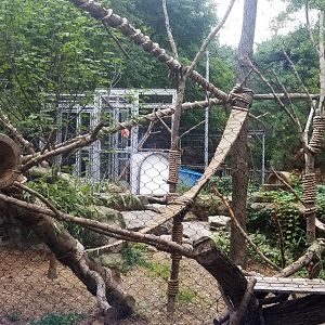 Main Red Panda exhibit