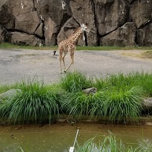 Baby Beau the giraffe