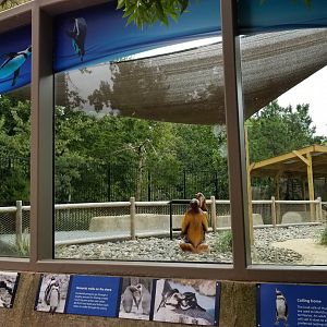 View of Penguin Point upper viewing platform