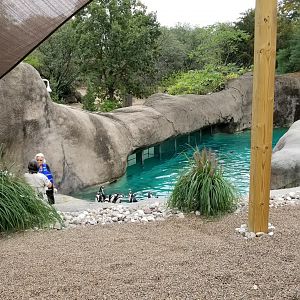 View of penguin pool from viewing platform