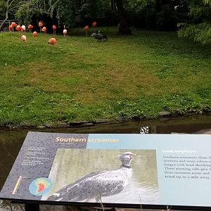 Caribbean Flamingos and Southern Screamers