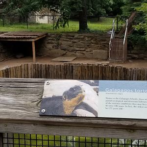 Younger Galapagos Tortoise area