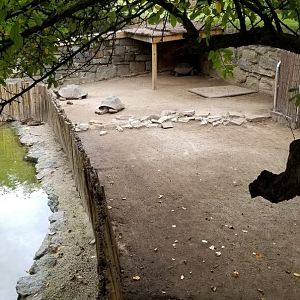 3 younger Galapagos Tortoises