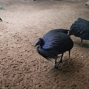 Vulturine Guineafowl