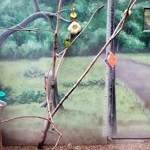 Green parrotlet type bird