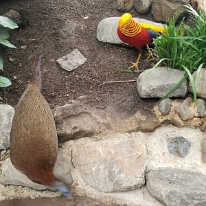 Golden Pheasant chasing Great Argus
