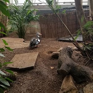 White-winged Wood Duck