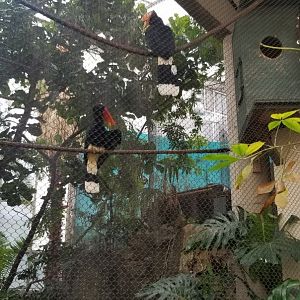 Rhinoceros Hornbills