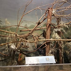 Hoffman's Two-toed Sloth exhibit