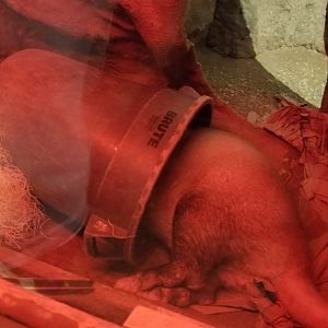 Sunshine the Aardvark in her nap trash can :)