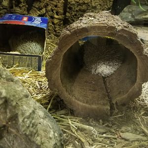 African Pygmy Hedgehogs