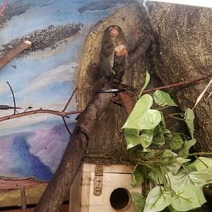 Pygmy Marmoset snacking on a cricket