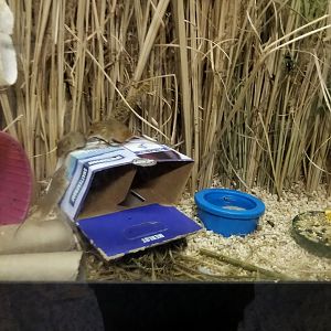 Eurasian Harvest Mice