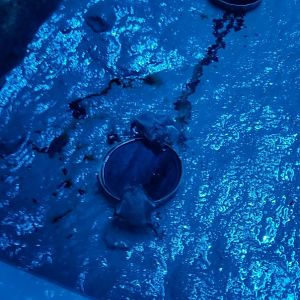 Vampire bats drinking blood