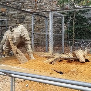 Main meerkat digging area