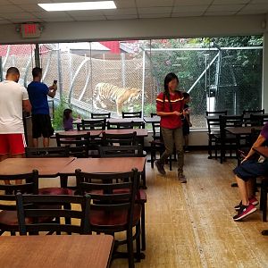 Tiger viewing from the indoor seating area