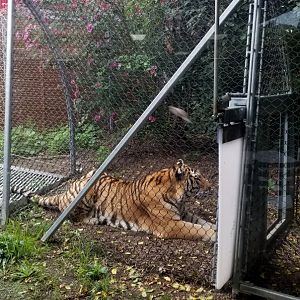 Tiger resting outside the terrace