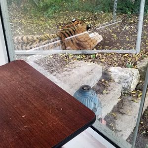 How close the tiger was to the dining area
