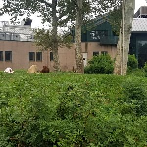 Outdoor Orangutan area