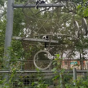 Ruffed Lemurs climbing in one of their 360 trees