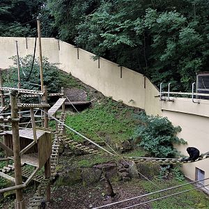Black and Gold Howler Monkey exhibit