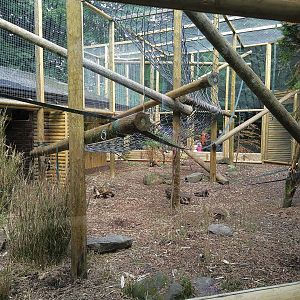 Yellow-breasted Capuchin exhibit