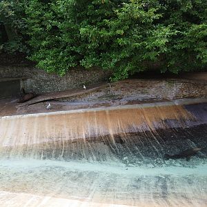 Patagonian Sealion pool