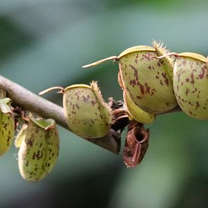 Pitcher Plants at the Cairns Botanic Gardens