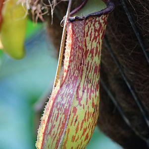 Pitcher Plants at the Cairns Botanic Gardens