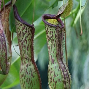 Pitcher Plants at the Cairns Botanic Gardens
