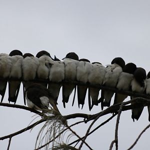 White-breasted Woodswallows in the Morning - Cairns Esplanade