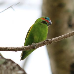 Fig Parrot - Cairns Esplanade