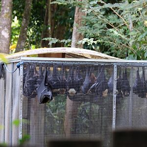 Batreach Through the Fence (closed)